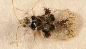 Böcek istilasına karşı Büyükşehir'den topyekün önlem