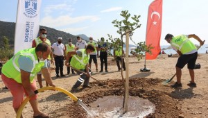 BODRUM'DA SAHİLLER AĞAÇLANDIRILIYOR