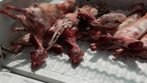 Buca'da kaçak et operasyonu: 20 küçükbaşa el kondu