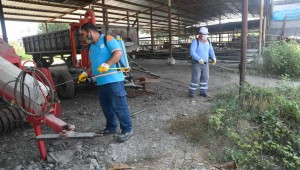 Büyükbaş hayvanları korumak için ilaçlama…