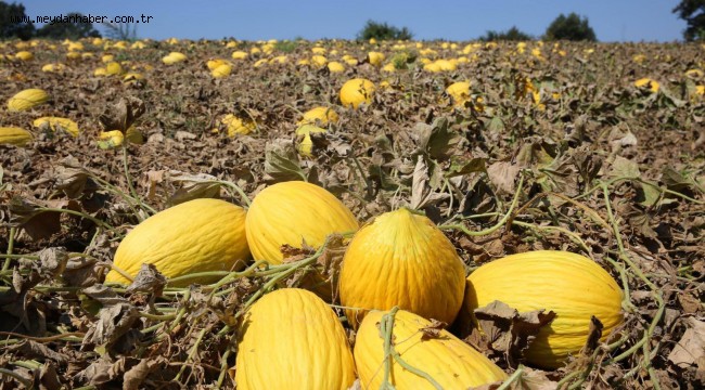 Çevre illerin kavun ihtiyacı Karamürsel'den