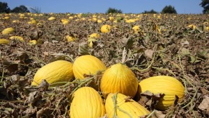 Çevre illerin kavun ihtiyacı Karamürsel'den