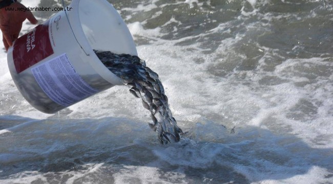 Dikili'de Yavru Balıklar Denizle Buluştu