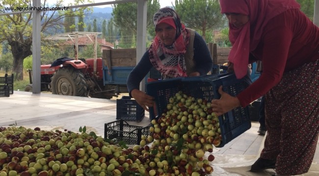 Hünnap Üreticilere Kazandırmaya Devam Ediyor