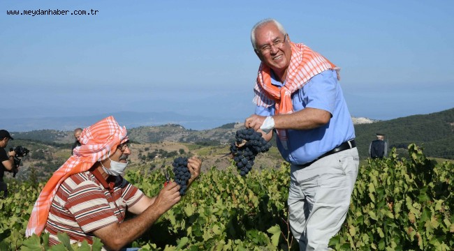 Kavacık Üzüm Festivali Bağbozumuyla Yaşatıldı