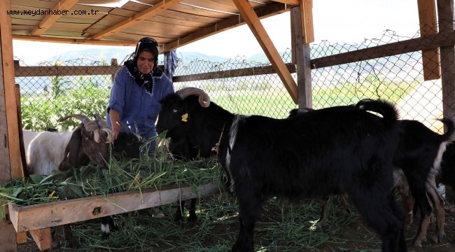 Kıl Keçisi Üreticisinin Yüzü Gülüyor