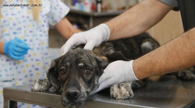 Konak'tan Kısırlaştırma Rekoru