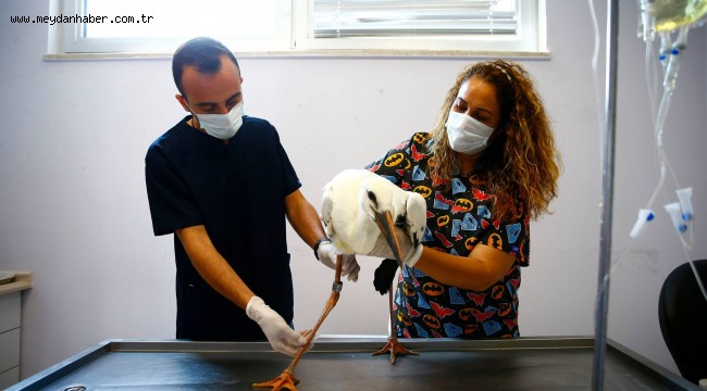 Leyleklerin dikkat çeken vefası  