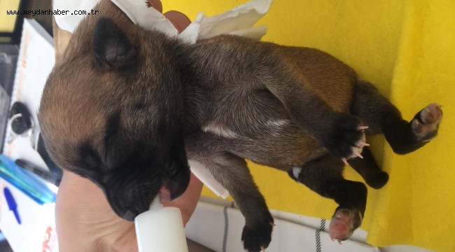 MALKARA BELEDİYESİ HAYVAN HAKLARINI KORUYUCU BELEDİYE OLMAYA DEVAM EDİYOR