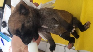 MALKARA BELEDİYESİ HAYVAN HAKLARINI KORUYUCU BELEDİYE OLMAYA DEVAM EDİYOR