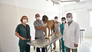 Patili can iyileşti