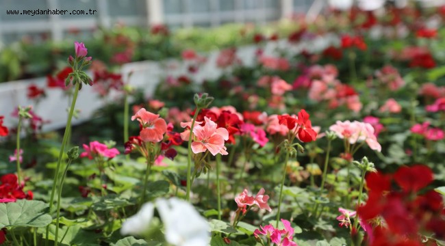 SİNCAN BELEDİYESİ SERALARDA RENK RENK BİTKİ YETİŞTİRİYOR