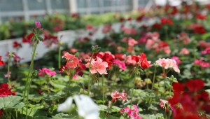 SİNCAN BELEDİYESİ SERALARDA RENK RENK BİTKİ YETİŞTİRİYOR