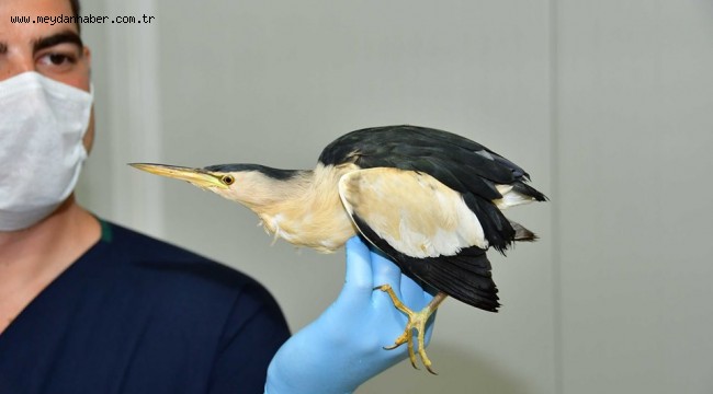 Soyu tükeniyordu, Narlıdere'de bulundu!