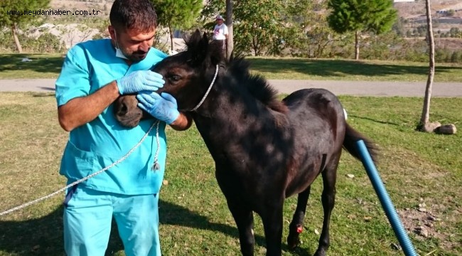 Yavru Yılkı Atı Emin Ellerde