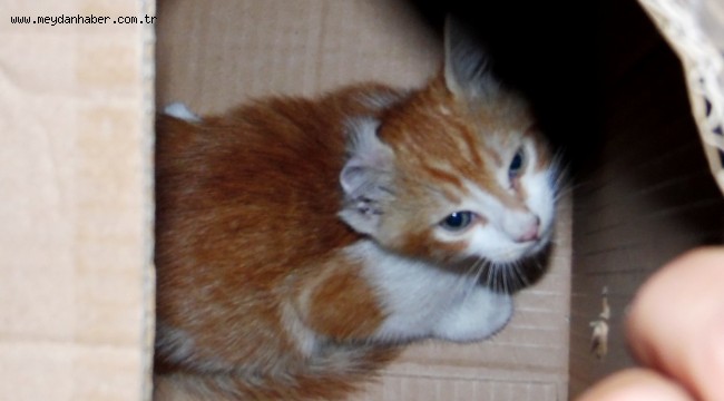 ZABITADAN SARIOĞLAN'I HAYATA BAĞLAYAN OPERASYON!