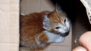 ZABITADAN SARIOĞLAN'I HAYATA BAĞLAYAN OPERASYON!