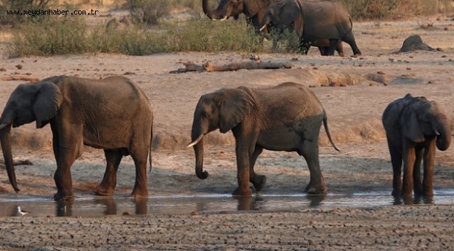 Zimbabve'de gizemli şekilde ölen fillerin sayısı artıyor