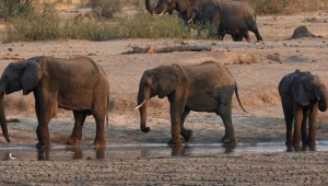 Zimbabve'de gizemli şekilde ölen fillerin sayısı artıyor