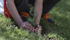 35 ülkede aynı anda ağaç dikilecek
