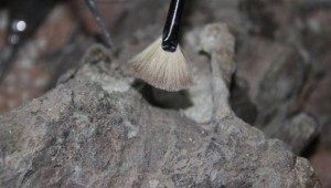 Arjantin'de 70 milyon yıllık dinozor kalıntıları bulundu