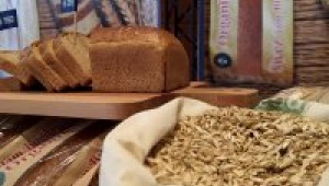 Buğdayın atası artık Bursa'da üretiliyor!