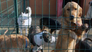 CAN DOSTLARIMIZ RAHAT VE HUZURLU