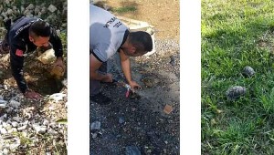 Darıca'da kuyuya düşen kaplumbağaları Büyükşehir güvenliği kurtardı 