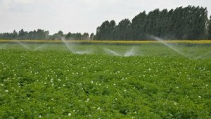  DENİZLİ İLİMİZDE 2020 YILINDA 800BİN DEKAR TARIM ARAZİSİ  SULANDI