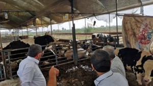 İTHALAT YERLİ HAYVANI ÖLDÜRÜYOR