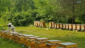 İzmit Belediyesinden Arıcılık Eğitimi