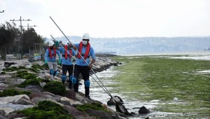 Karşıyaka sahili 'deniz marulu' yosunlarla kaplandı 