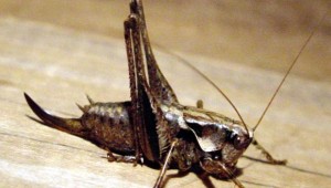 Kenya'da ikinci çekirge istilası tehlikesi!