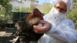 Kocaeli çiftçisine 20 bin tavuk desteği!