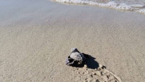 Marmara'da ilk kez caretta caretta yuvası tespit edildi!