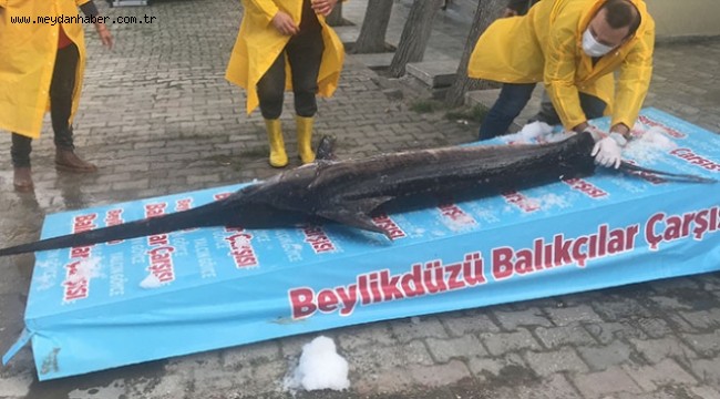 Marmara Denizi'nde 3 metrelik kılıç balığı yakalandı!