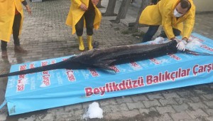 Marmara Denizi'nde 3 metrelik kılıç balığı yakalandı!