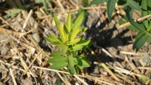 Mavi Yıldız Koruma Altına Alınıyor