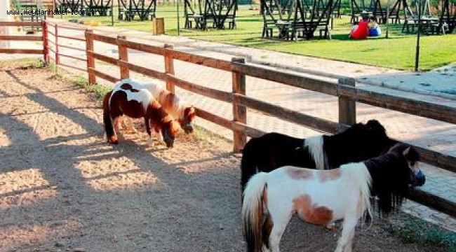 Ödemiş Belediyesi Taypark'ta çocuklar için atla gezinti turları başladı