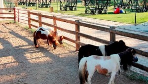 Ödemiş Belediyesi Taypark'ta çocuklar için atla gezinti turları başladı