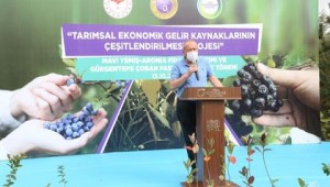 ORDU'NUN YENİ GÖZDESİ MAVİ YEMİŞ