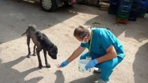 Sahipsiz Köpekler Parazitlere Karşı İlaçlandı