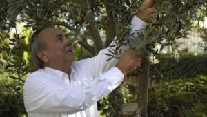 TARİŞ ZEYTİNYAĞI BİRLİĞİ FİYAT AÇIKLADI…