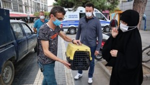 YARALI SOKAK KEDİSİ TEDAVİ ALTINA ALINDI