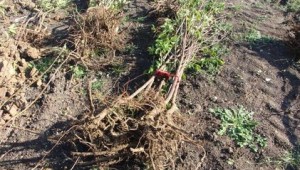 YARININ DOĞASI BUGÜNDEN YARATILIR