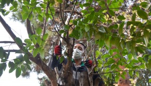 AĞAÇ BUDAMA VE TEMİZLİK ÇALIŞMALARI YAPILIYOR