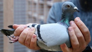 Belçika'da posta güvercini rekor fiyata satıldı