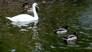 BİR BAŞKADIR PANDEMİDE KUĞULUPARK 