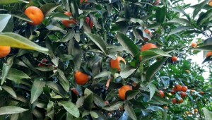 Bodrum mandalinasının kokusu ABD'ye taşındı