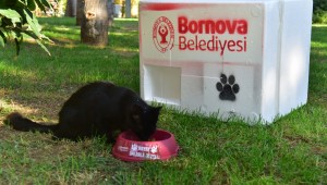 Bornova kış aylarında da can dostlarının yanında